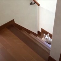 階段を駆け上ってくるキジ白猫