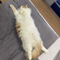 こたつの上が気に入った猫