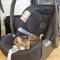 ベビーシートで眠る猫
