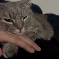 顎を乗せる猫
