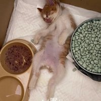 寝ている子猫