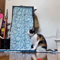 ボタンを押す猫
