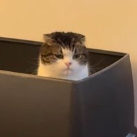 トイレの中から遠くを見つめるスコティッシュフォールド