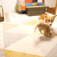 ひっくり返る猫