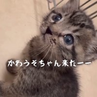 小さな子猫
