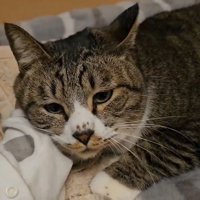 赤ちゃんの手に顔を乗せる猫