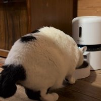 カリカリを食べる猫