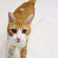 妹を探す茶白猫