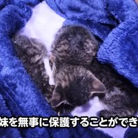 箱の中にいる三匹の子猫