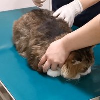 看護師さんの保定