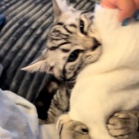 人の腕を噛んでいる猫