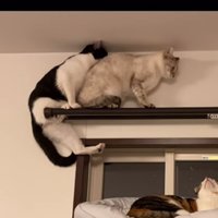 後ろに下がる猫