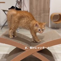 背中を丸める茶トラ柄の子猫