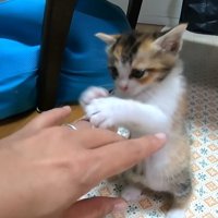 立ち上がる子猫