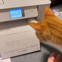 紙に前足を伸ばす猫