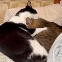毛繕いする猫
