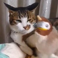 目を細めてイカ耳になっている猫のアップ