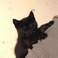 ソファに前足を乗せてカメラを見ている子猫