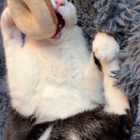 食べようとする猫