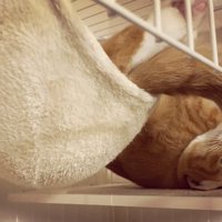 台の上に頭を乗せるウラちゃん