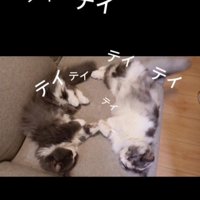 ソファに寝転がる2匹の猫