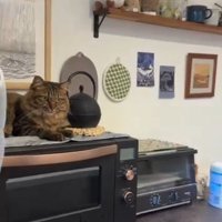 電子レンジにのった猫