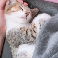 寝ている子猫の顔