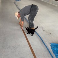 追いかける子猫