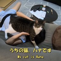 「うちの猫、ハナです」のテロップ写真