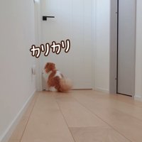 ドアの前で座る猫