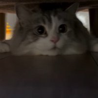 ソファの下に潜り込んで左を向く猫