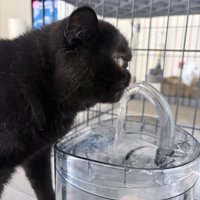 水を飲む黒猫