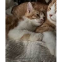 寝ている猫たち