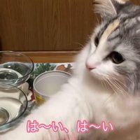 人の手に前足を乗せる猫