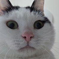 下から見た猫の顔のアップ