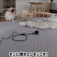 追いかけっこをする犬と猫