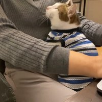 ひざの上に座る猫