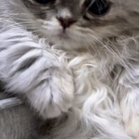 ウトウトする猫の写真
