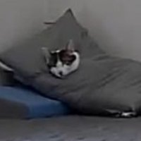 寝ている猫