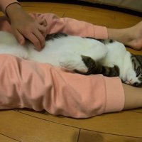 仰向けでお腹を触られてる猫