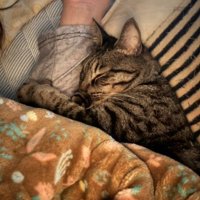 人の腕を抱きかかえる猫