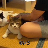 ドヤ顔する2匹の猫