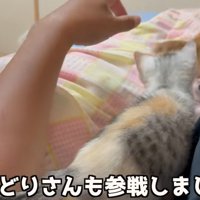 人の二の腕に乗る子猫（みどりさんも参戦しました）
