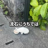 外でごはんを食べる子猫