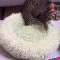 ペット用ベッドを踏みながら遠くを見つめる猫