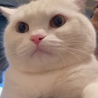 抱っこされている猫