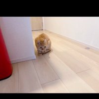 丸くなる猫