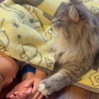 寝ている子どもと猫