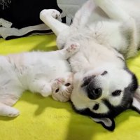 お腹を見せて