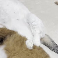 後ろ足のアップ